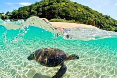 פאזל של tortuga marina