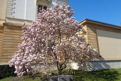 פאזל של Neuchâtel magnolia