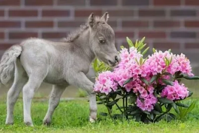 Adorable miniature foal