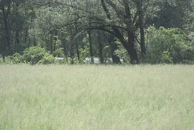 erba alta jigsaw puzzle