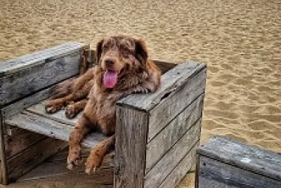 Plage jigsaw puzzle