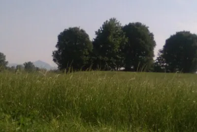 פאזל של erba e piante