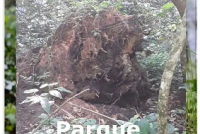 Imagem de caveira no Parque jigsaw puzzle