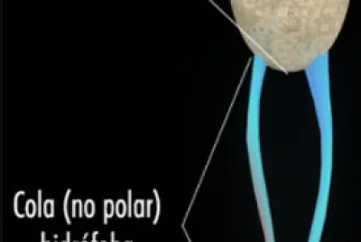 FOSFOLÍPIDO