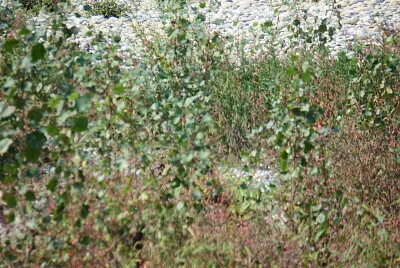 פאזל של erbette