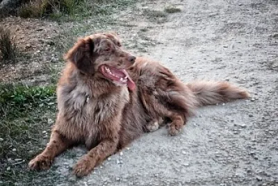 Chien jigsaw puzzle