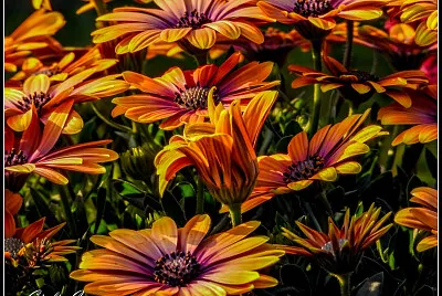 fiori jigsaw puzzle