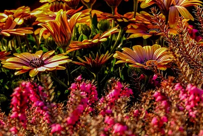 fiori