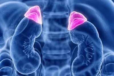 Glándula adrenal jigsaw puzzle