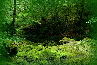 Verdure