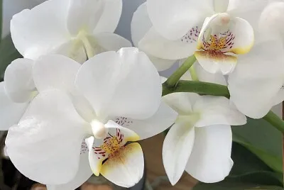 white orchid