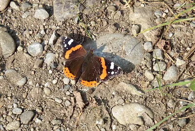 פאזל של farfalla