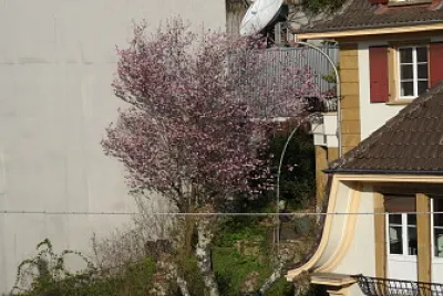 פאזל של Neuchâtel cerisier sauvage