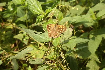פאזל של farfalla