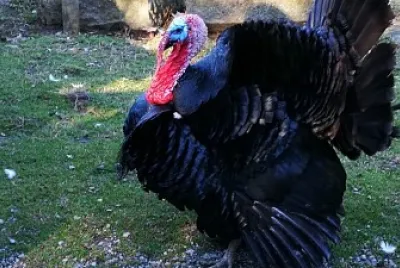 Consiste en formar el pavos