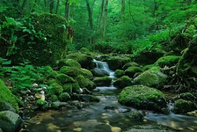Stream in Forest jigsaw puzzle