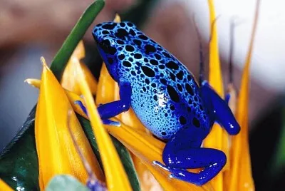animaux