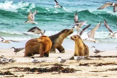 animaux