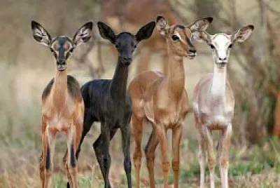 animaux