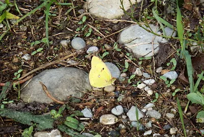 פאזל של farfalla gialla