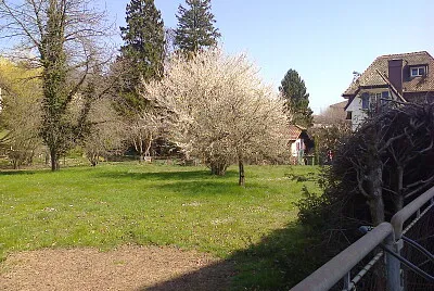 Colombier cerisier en fleurs