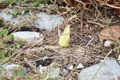 פאזל של farfalla gialla