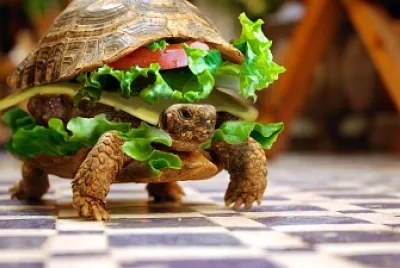 animal