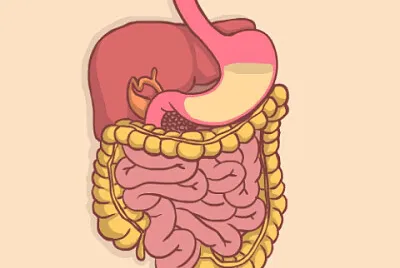 DIGESTIVE SYSTEM jigsaw puzzle