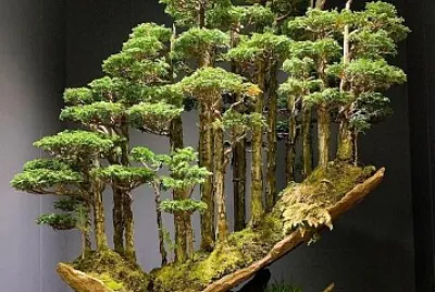 BONSAI