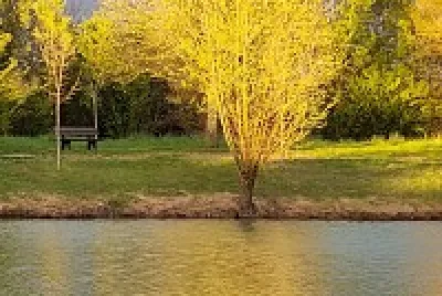 Arbre jigsaw puzzle