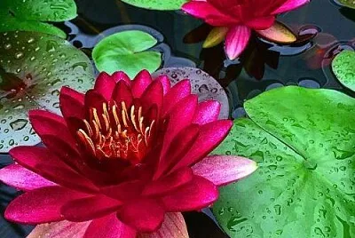 fleur