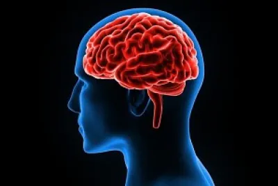 Cerebro