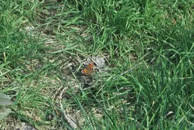 פאזל של farfalla tra l 'erba