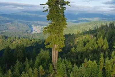 L 'ALBERO PIU ' ALTO del MONDO