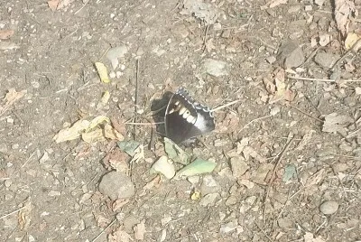 פאזל של farfalla