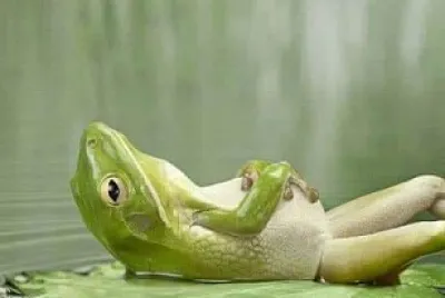 פאזל של descanso