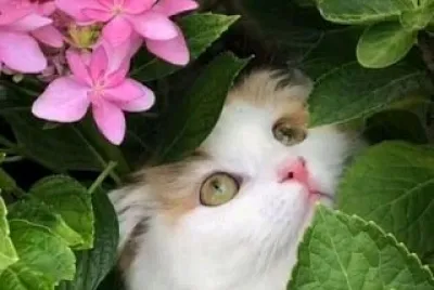 gato
