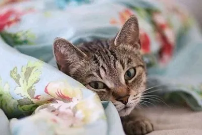 gato jigsaw puzzle