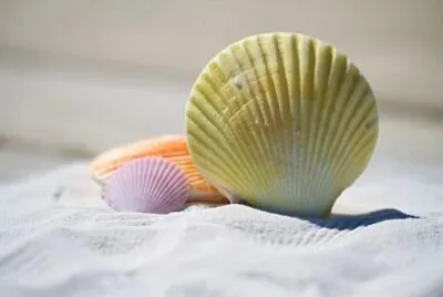 Toy