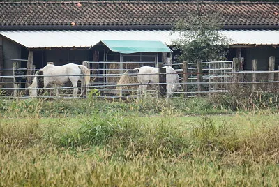 פאזל של fattoria