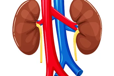 pulmones jigsaw puzzle