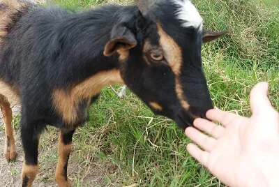 Saludito