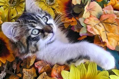 Chatons et fleurs jigsaw puzzle