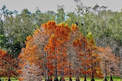 Otoño jigsaw puzzle