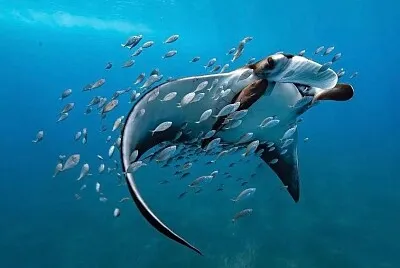 MANTA jigsaw puzzle