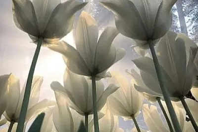 tulipe jigsaw puzzle