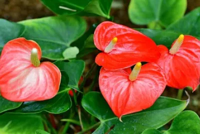 Floristeria jigsaw puzzle
