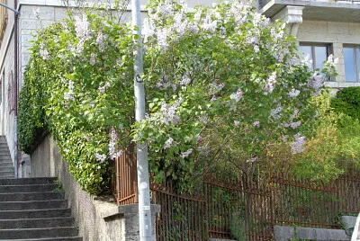 Neuchâtel lilas en fleurs 1