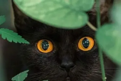 פאזל של gato negro