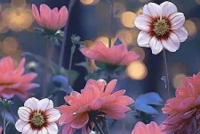 פאזל של flores